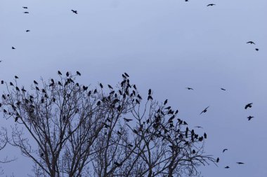 Bir dinlenme ağacı üzerinde kale sürüsü (Corvus frugilegus)