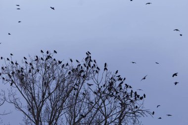 Swarm of rooks (Corvus frugilegus) on a resting tree clipart