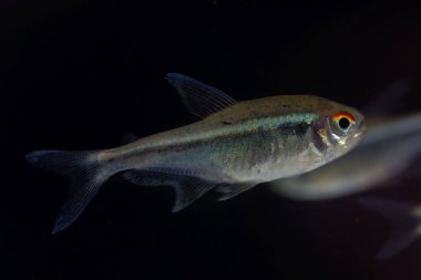 Siyah neon tetra (Hyphessobrycon herbertaxelrodi) 