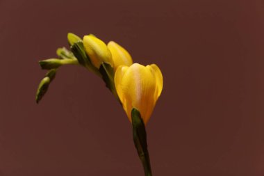 Ekili sarı Freesia (Freesia refrakta) çiçekleri) 
