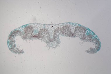 Mikroskop altında biberiye yaprağı. 