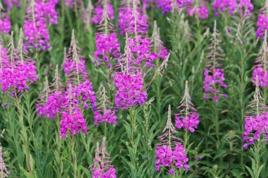 Fireweed çiçekli bitkiler, Epilobium angustifolium