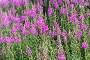 Fireweed çiçekli bitkiler, Epilobium angustifolium