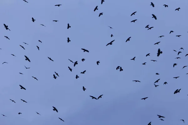 Enxame de torres (Corvus frugilegus) com um céu azul escuro . — Fotografia de Stock