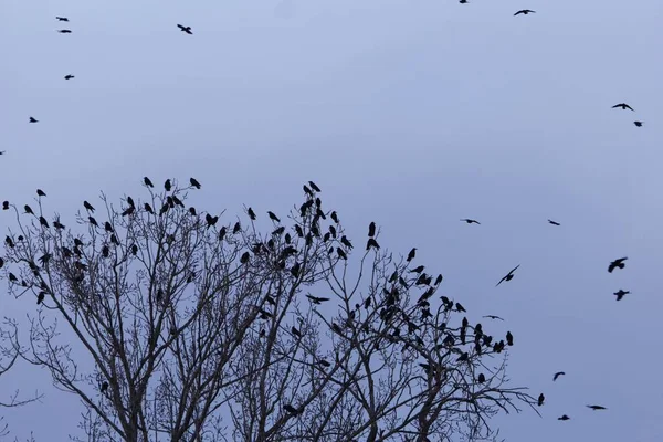 Schwarm von Saatkrähen (corvus frugilegus) auf einem ruhenden Baum — Stockfoto