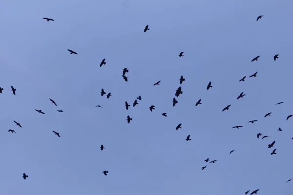 Swarm van Rooks (Corvus frugilegus) met een donker blauwe hemel. — Stockfoto