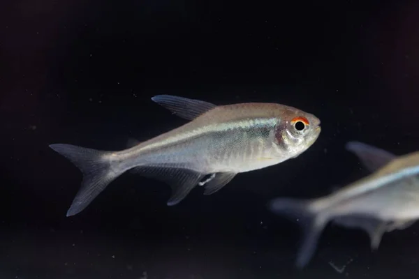 Zwarte Neon Tetra (Hyphessobrycon herbertaxelrodi) — Stockfoto