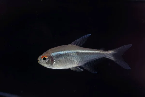 Tetra de neón negro (Hyphessobrycon herbertaxelrodi ) — Foto de Stock