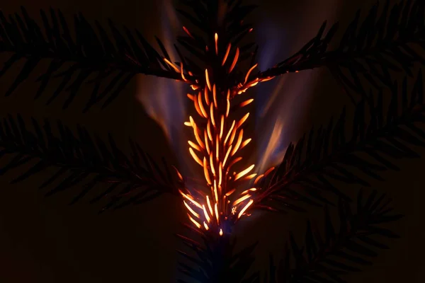 Burning and glowing pine needles with a dark background