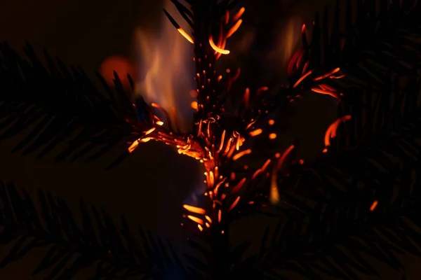 Burning and glowing pine needles with a dark background — Stok Foto