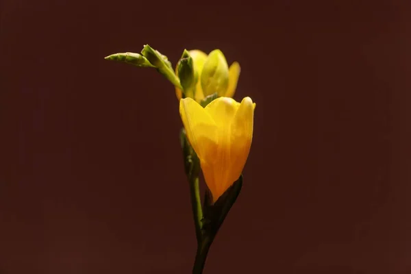Flores de uma Freesia amarela cultivada (Freesia refracta ) — Fotografia de Stock