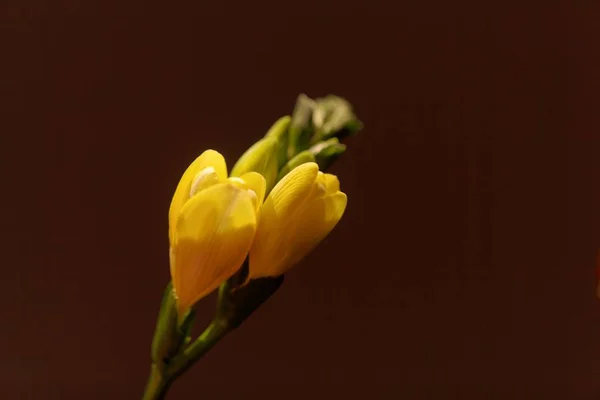 Flores de uma Freesia amarela cultivada (Freesia refracta ) — Fotografia de Stock