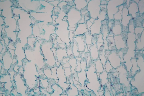 Mikroskop altında kaktüs yaprağı — Stok fotoğraf