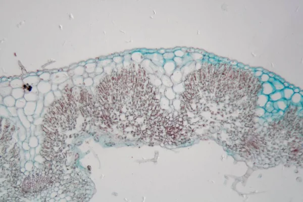 Лист розмарина под микроскопом . — стоковое фото