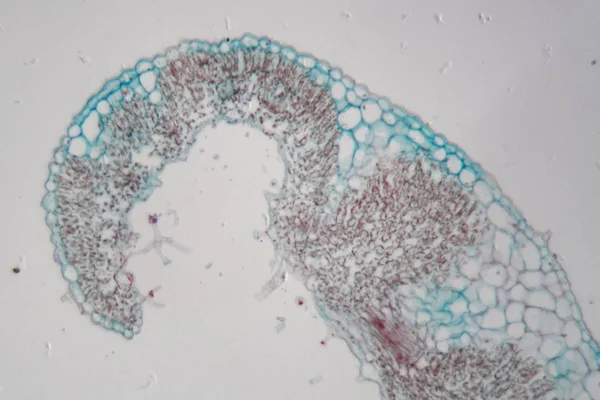 Hoja de romero bajo el microscopio . — Foto de Stock