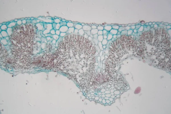 Foglia di rosmarino al microscopio . — Foto Stock