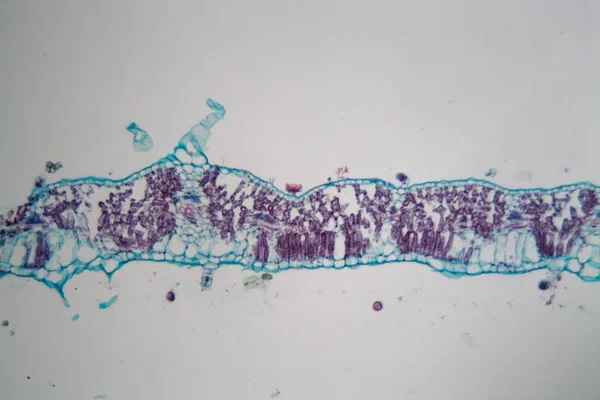 Folha de girassol sob o microscópio — Fotografia de Stock