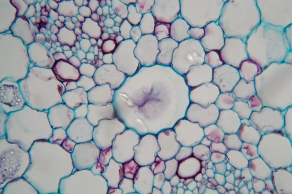 Water Lelie (Nymphaea) stengel onder de Microscoop — Stockfoto