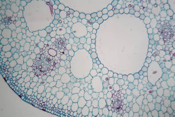 Lirio de agua (ninfa) tallo bajo el microscopio —  Fotos de Stock