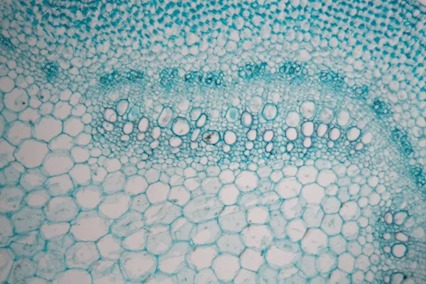 Tige d'une aiguille mortelle (Lamium) au microscope . — Photo