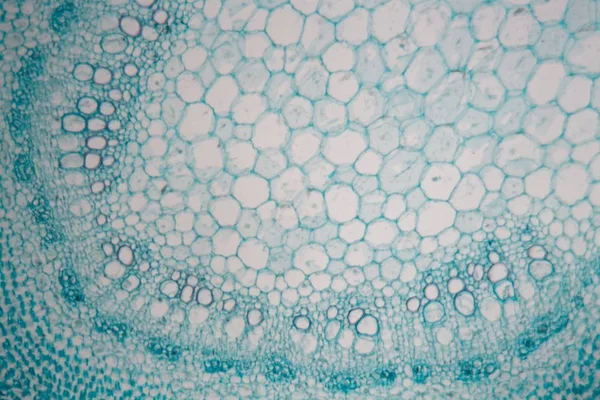 Stiel einer Todesnadel (Lamium) unter dem Mikroskop. — Stockfoto