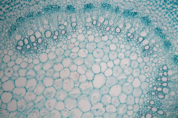 Stam van een overlijdens naald (Lamium) onder een Microscoop. — Stockfoto