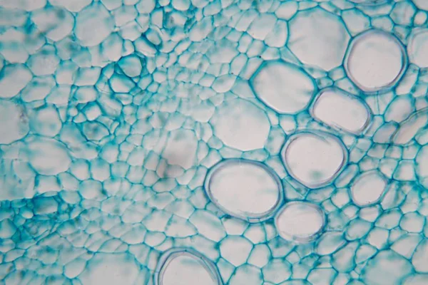 Tallo de una aguja de muerte (Lamium) bajo un microscopio . — Foto de Stock