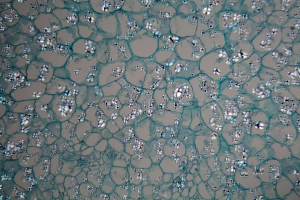 Komórki ziemniaczane z odciskkami skrobi pod mikroskopem — Zdjęcie stockowe