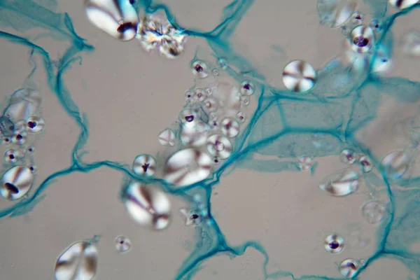 Células de batata com amido de milho ao microscópio — Fotografia de Stock