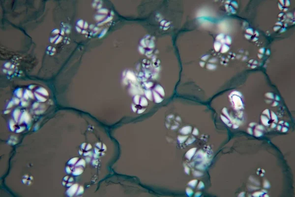 Bramborové buňky se škrobovými Korny pod mikroskopem — Stock fotografie
