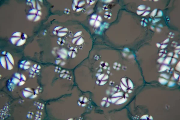 Potato cells with starch corns under the microscope