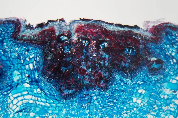 Κύτταρα ενός φυτού στέλεχος με μια ασθένεια κάτω από ένα μικροσκόπιο — Φωτογραφία Αρχείου