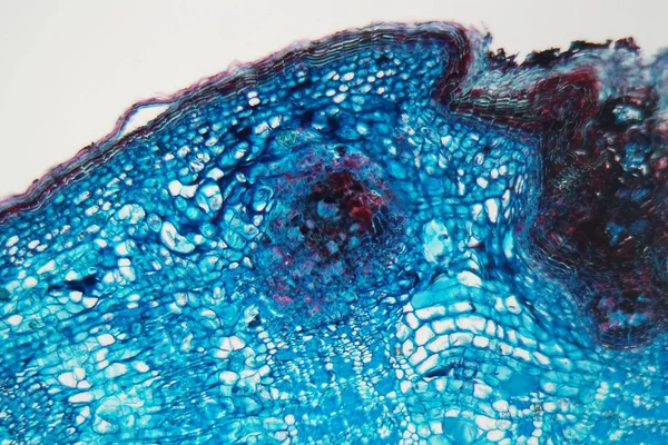 Komórki łodygi rośliny z chorobą pod mikroskopem — Zdjęcie stockowe