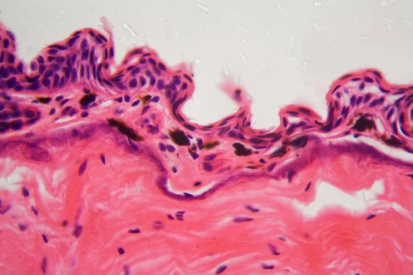 Piel de anfibio con úlcera bajo un microscopio — Foto de Stock