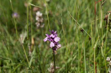 Bir fundalık benekli-orkide çiçeği, Dactylorhiza maculata
