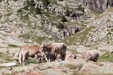 Pireneler'deki otlaktaki inekler