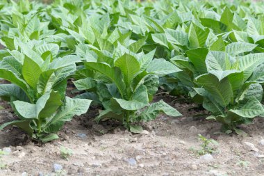 Bir alanda tütün bitkileri