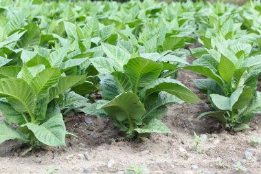 Bir alanda tütün bitkileri