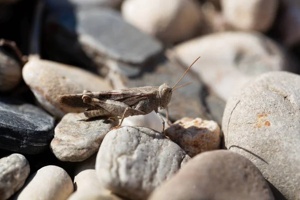 Oidipoda Germanica, okřídlená kobylka — Stock fotografie