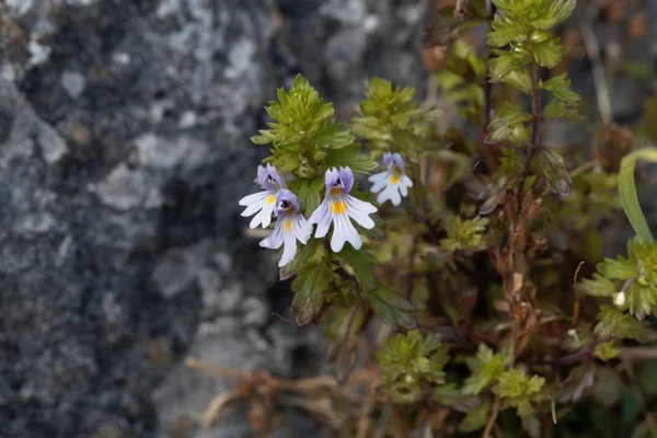 Bloemen van de eybright Euphrasia salisburgensis — Stockfoto