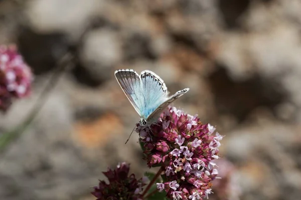 Chalkhill mariposa azul, Lysandra coridon — Foto de Stock