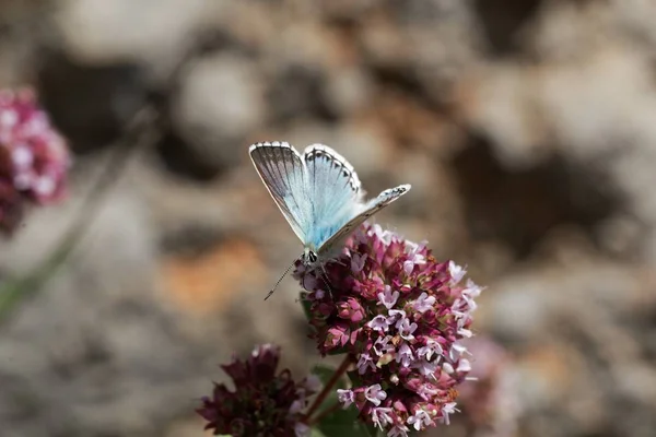 Chalkhill mariposa azul, Lysandra coridon — Foto de Stock