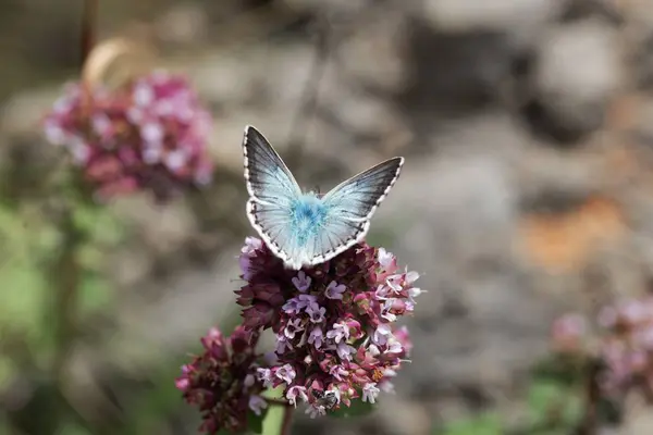 Chalkhill mariposa azul, Lysandra coridon — Foto de Stock