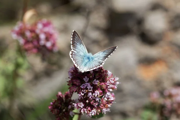 Chalkhill mariposa azul, Lysandra coridon — Foto de Stock
