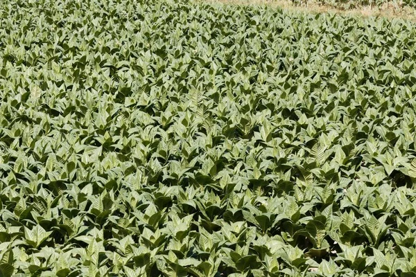 Поле с растениями табака, Nicotiana tabacum , — стоковое фото