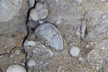 Fosil nummulite, büyük tek hücreli bir organizma