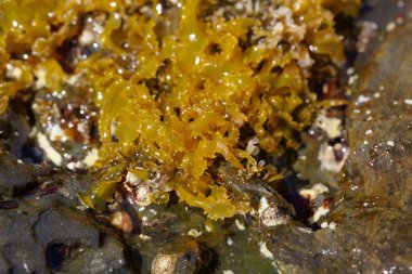 Bir kaya üzerinde kırmızı yosun Rissoella verruculosa