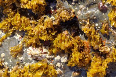 Bir kaya üzerinde kırmızı yosun Rissoella verruculosa