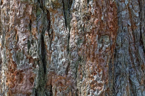 Bark of a giant sequoia, Sequoiadendron giganteum — Stock Photo, Image