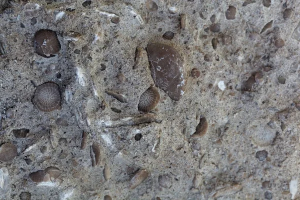 Fossiler Nummulit, ein großer einzelliger Organismus — Stockfoto